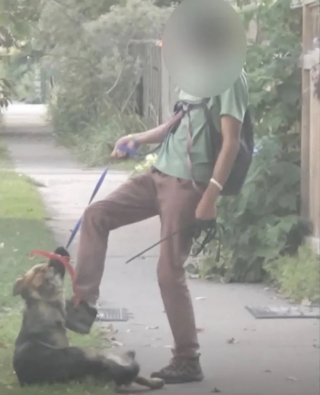 Illustration de l'article : Amber, un Berger Allemand maltraité, trouve refuge et amour auprès de son sauveur