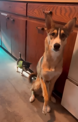 Illustration de l'article : Grâce à l’aide de son ami, un chiot croisé Husky apprend à marcher sur 3 pattes (vidéo)