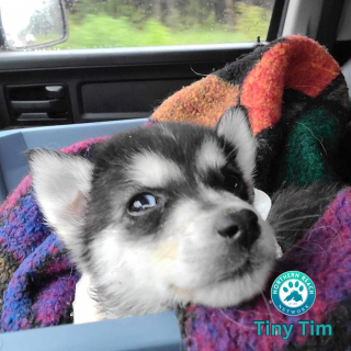 Illustration de l'article : Grâce à l’aide de son ami, un chiot croisé Husky apprend à marcher sur 3 pattes (vidéo)