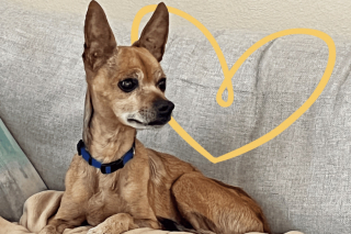 Illustration de l'article : Sous le charme d’un Chihuahua âgé et malade, une vétérinaire lui offre la plus belle des retraites
