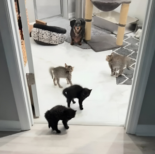 Illustration de l'article : Apr&egrave;s avoir envahi leur espace, ce Teckel doit faire face &agrave; 4 adorables chatons qui font tout pour l&rsquo;effrayer (vid&eacute;o)