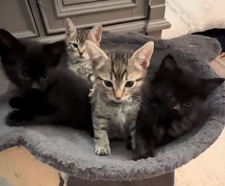 Illustration de l'article : Apr&egrave;s avoir envahi leur espace, ce Teckel doit faire face &agrave; 4 adorables chatons qui font tout pour l&rsquo;effrayer (vid&eacute;o)