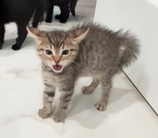 Illustration de l'article : Apr&egrave;s avoir envahi leur espace, ce Teckel doit faire face &agrave; 4 adorables chatons qui font tout pour l&rsquo;effrayer (vid&eacute;o)