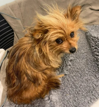 Illustration de l'article : Abandonnée dans un parc, blessée et sur le point d'accoucher, une chienne surmonte l'adversité pour s'offrir un nouveau départ