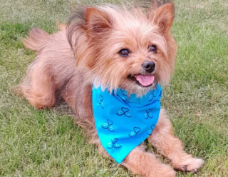 Illustration de l'article : Abandonnée dans un parc, blessée et sur le point d'accoucher, une chienne surmonte l'adversité pour s'offrir un nouveau départ