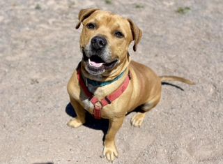 Illustration de l'article : Debow, un chien rayonnant, ne trouve malheureusement personne pour l’adopter