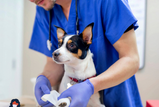 Illustration de l'article : Selon une étude récente, 97 % vétérinaires recommandent l'assurance santé animale Santévet