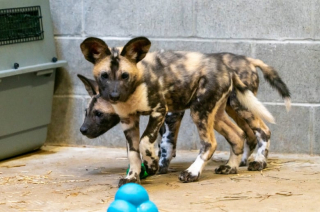 Illustration de l'article : Dans l’espoir de sauver 3 petits canidés sauvages menacés d’extinction, une femelle Golden Retriever devient leur maman de substitution