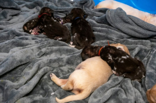 Illustration de l'article : Dans l’espoir de sauver 3 petits canidés sauvages menacés d’extinction, une femelle Golden Retriever devient leur maman de substitution