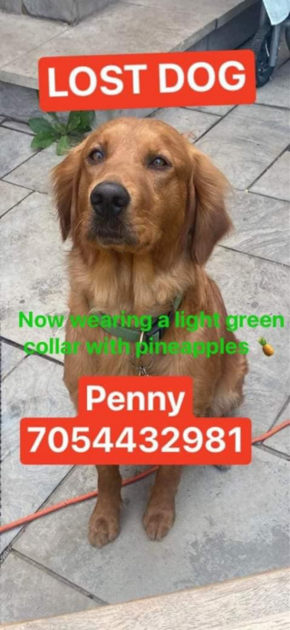 Illustration de l'article : Le couple remue ciel et terre pour retrouver son chien disparu