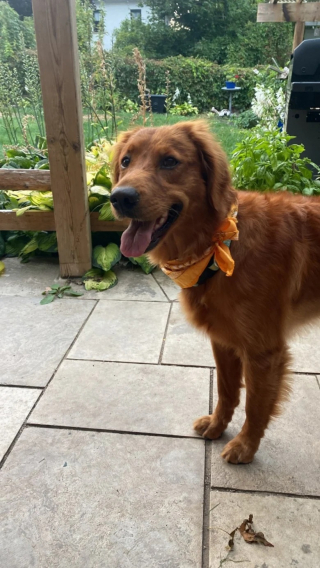 Illustration de l'article : Le couple remue ciel et terre pour retrouver son chien disparu