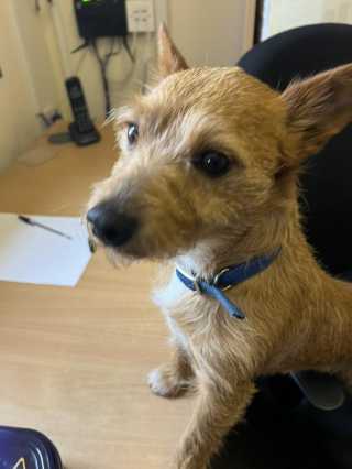 Illustration de l'article : Un chien déposé au salon de toilettage mais que personne ne vient chercher fait l'objet d'une décision difficile de la part du personnel