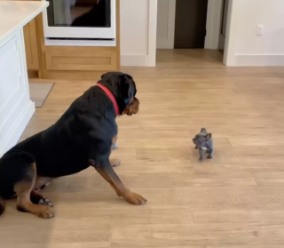 Illustration de l'article : Quand un minuscule Bouledogue Français effraie un gros Rottweiler mais réveille le chiot qui sommeillait en lui (vidéo)