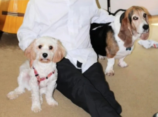 Illustration de l'article : Lors de touchantes retrouvailles, un Basset Hound &acirc;g&eacute; retrouve l&rsquo;un de ses plus vieux amis canins (vid&eacute;o)