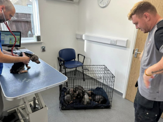 Illustration de l'article : Abandonnés sur le bord de la route, 7 chiots en détresse reçoivent l’aide providentielle d’une équipe d’ouvriers qui se rendait au travail