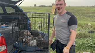 Illustration de l'article : Abandonnés sur le bord de la route, 7 chiots en détresse reçoivent l’aide providentielle d’une équipe d’ouvriers qui se rendait au travail
