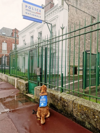 Illustration de l'article : 2 éducatrices et leurs chiens se font injustement chasser d’un restaurant et doivent lutter pour leurs droits