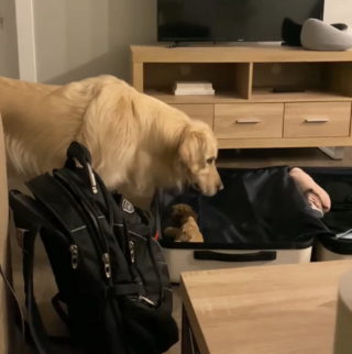 Illustration de l'article : Voyant ses humains faire leurs valises, ce Golden Retriever a décidé de les imiter pour être sûr d'être du voyage (vidéo)