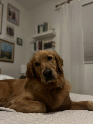 Illustration de l'article : La rencontre entre un chien débordant d'énergie et d'affection avec un oiseau avide d'amitié offre une scène d'exception (vidéo)