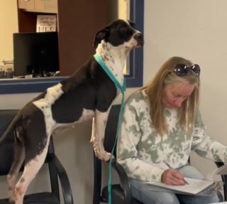 Illustration de l'article : La joie contagieuse d'une chienne de refuge sauvée de l'errance assistant à la signature d'un document qui change sa vie (vidéo)