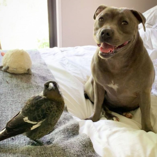 Illustration de l'article : La relation unique unissant Peggy une chienne Staffie à une pie, sauvée par ses maîtres 
