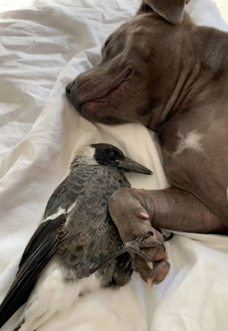 Illustration de l'article : La relation unique unissant Peggy une chienne Staffie à une pie, sauvée par ses maîtres 