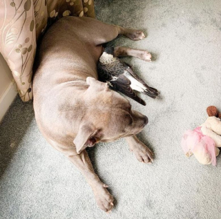 Illustration de l'article : La relation unique unissant Peggy une chienne Staffie à une pie, sauvée par ses maîtres 