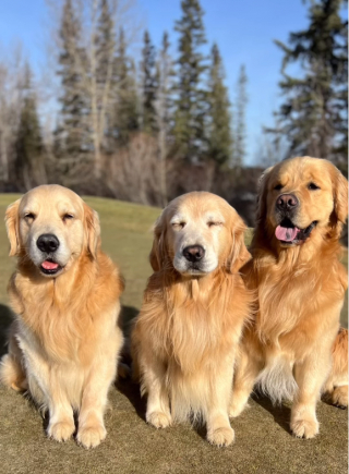 Illustration de l'article : L’étonnante amitié entre Murphy, un Golden Retriever, et Chippy un écureuil roux (vidéo)