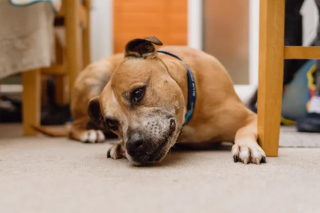 Illustration de l'article : Abandonné à contre-cœur par son maître, un chien solitaire attend plus de 500 jours qu’un adoptant lui donne sa chance