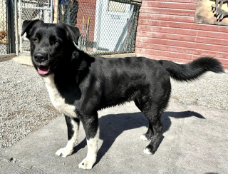 Illustration de l'article : Après l’abandon irresponsable d’un chien, une directrice de refuge en colère décide de confronter ses anciens propriétaires à leur comportement