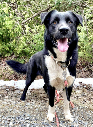 Illustration de l'article : Après l’abandon irresponsable d’un chien, une directrice de refuge en colère décide de confronter ses anciens propriétaires à leur comportement