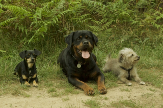 Illustration de l'article : Après 10 ans passés dans un refuge, cette Rottweiler trouve enfin une famille aimante