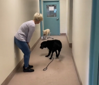 Illustration de l'article : L'euphorie de 2 Labradors séniors inséparables quittant le refuge vers leur nouvelle vie (vidéo)