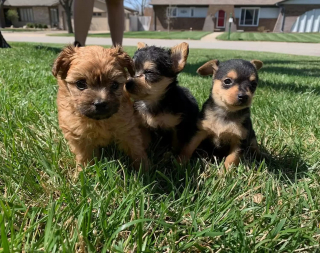 Illustration de l'article : Identiques à la naissance, 3 chiots d'une même portée choquent leurs bienfaiteurs par leur évolution
