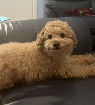 Illustration de l'article : L’adorable passion de ce petit chien, qui adore par dessus tout regarder à travers la clôture de ses maîtres