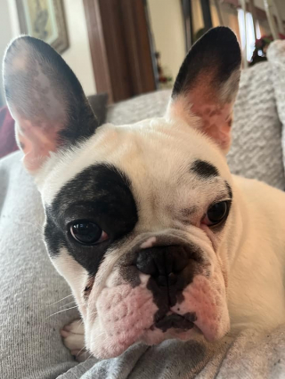 Illustration de l'article : Ce toutou au caractère bien trempé commence enfin une nouvelle vie, grâce à la ténacité des bénévoles