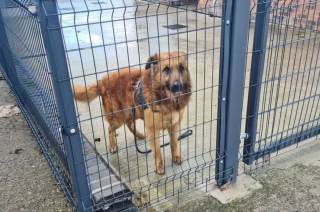 Illustration de l'article : Des bénévoles choqués par la découverte d'un chien jeté par-dessus la clôture de leur refuge s'emploient à lui remonter le moral