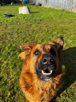 Illustration de l'article : Des bénévoles choqués par la découverte d'un chien jeté par-dessus la clôture de leur refuge s'emploient à lui remonter le moral