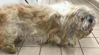 Illustration de l'article : Un Shih Tzu accablé par le poids et l'épaisseur de son pelage non entretenu vit une métamorphose après l'intervention d'une bénévole
