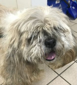 Illustration de l'article : Un Shih Tzu accablé par le poids et l'épaisseur de son pelage non entretenu vit une métamorphose après l'intervention d'une bénévole