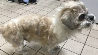 Illustration de l'article : Un Shih Tzu accablé par le poids et l'épaisseur de son pelage non entretenu vit une métamorphose après l'intervention d'une bénévole