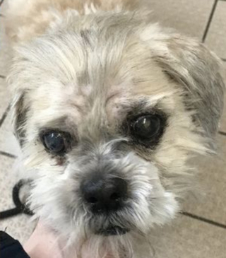 Illustration de l'article : Un Shih Tzu accablé par le poids et l'épaisseur de son pelage non entretenu vit une métamorphose après l'intervention d'une bénévole
