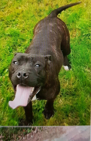 Illustration de l'article : Livrée à elle-même après l’expulsion de ses propriétaires, une chienne peine à trouver de l’aide auprès des refuges à cause de sa race