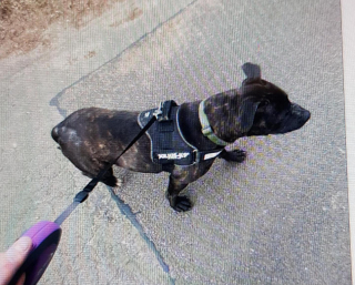 Illustration de l'article : Livrée à elle-même après l’expulsion de ses propriétaires, une chienne peine à trouver de l’aide auprès des refuges à cause de sa race