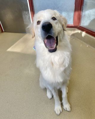Illustration de l'article : Ronald, le jeune Chien de Montagne des Pyrénées, connaît 14 fois l’abandon avant de trouver enfin son bonheur