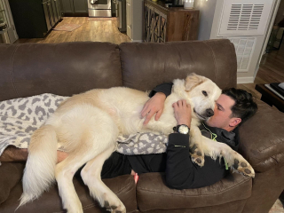 Illustration de l'article : Ronald, le jeune Chien de Montagne des Pyrénées, connaît 14 fois l’abandon avant de trouver enfin son bonheur