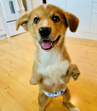 Illustration de l'article : Ce chiot, sévèrement handicapé, a trouvé le meilleur des amis pour lui (vidéo)