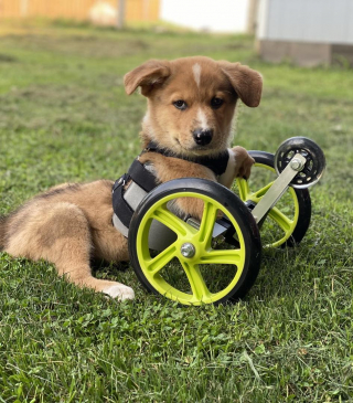 Illustration de l'article : Ce chiot, sévèrement handicapé, a trouvé le meilleur des amis pour lui (vidéo)