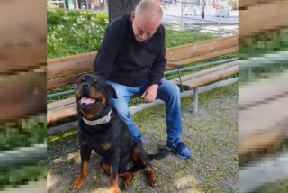 Illustration de l'article : Un Rottweiler sensible à la tristesse d'un homme va à sa rencontre et lui apporte un réconfort qu'il n'osait plus espérer après le deuil