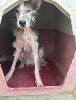 Illustration de l'article : Une chienne sans pelage, affamée et assaillie par la douleur vit une transformation extrême après l'intervention d'une association